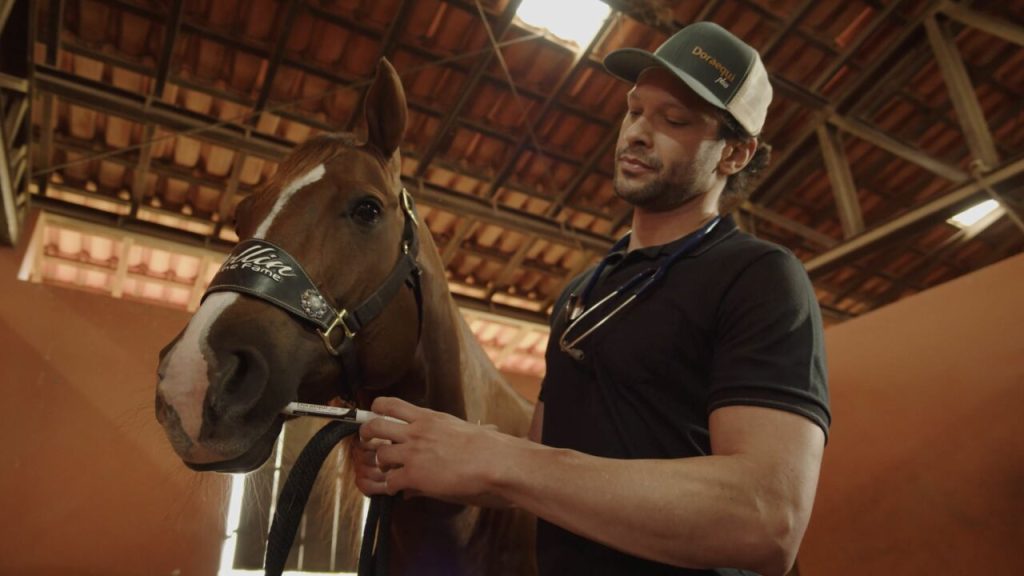 Temperatura e umidade elevadas são ideais para alta incidência de vermes em equinos