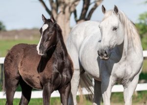 Haras Passira promove leilão virtual com exemplares de Vaquejada e Trabalho