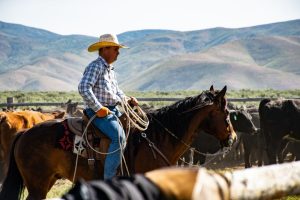 Cavalos utilizados na lida também precisam de descanso