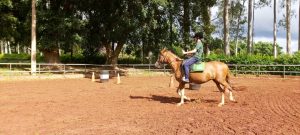 2ª Copa de Maneabilidade Adaptada utiliza cavalos Mangalarga em Pontal (SP)