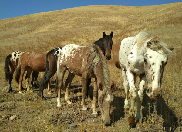 Animal oriundo do território do Canato, no Quirguistão, tem parentesco com o Appaloosa americano