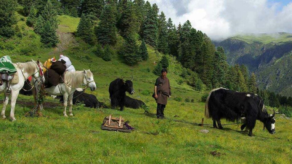 Cavalgada no sudoeste da China: O chá chinês e os cavalos tibetanos