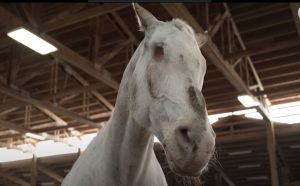 Cavalo cego quebra 3 recordes e entra para o Guinness World Records