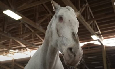 Cavalo cego quebra 3 recordes e entra para o Guinness World Records