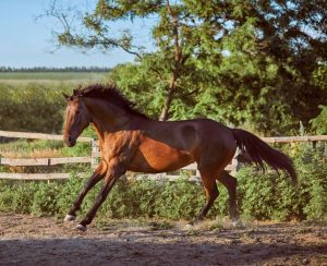 Cavalo indócil exige paciência, persistência e muito treinamento