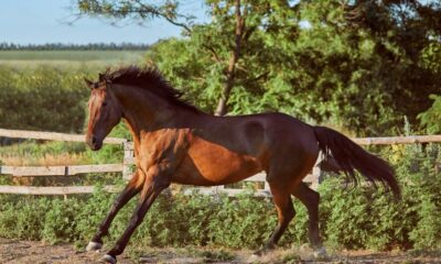 Cavalo indócil exige paciência, persistência e muito treinamento