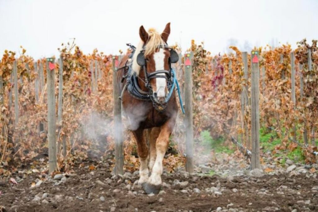 Cavalos atuam na produção de vinhos em propriedade dos Estados Unidos
