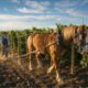 Cavalos atuam na produção de vinhos em propriedade dos Estados Unidos