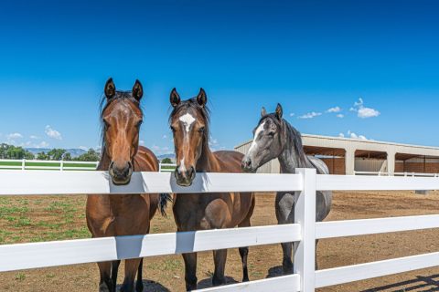 Cavalos também sofrem com dias muito quentes