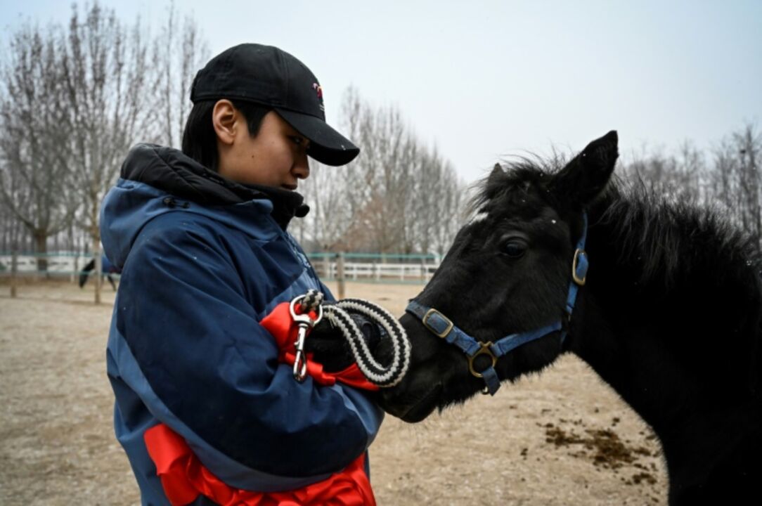China anuncia seu primeiro cavalo clonado