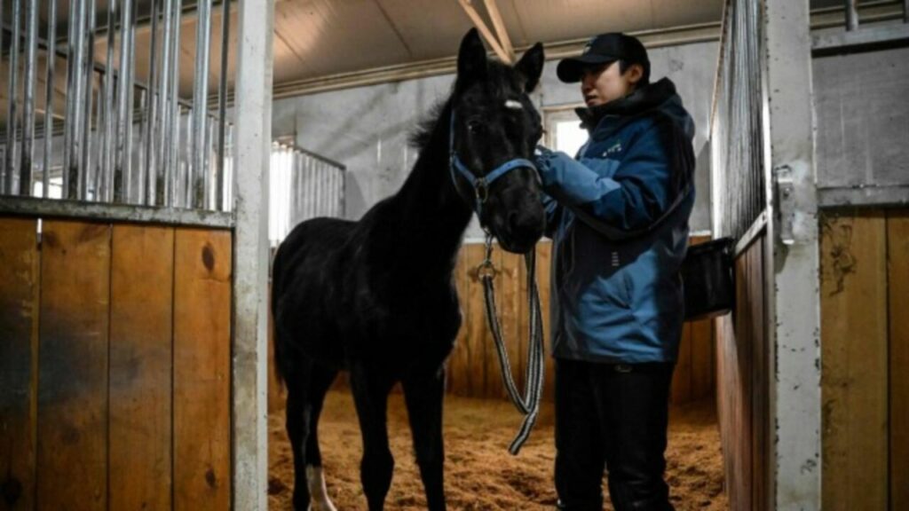cavalo clonado China anuncia seu primeiro cavalo clonado