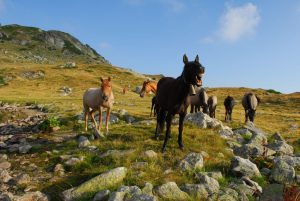 Confira quatro curiosidades sobre o cavalo