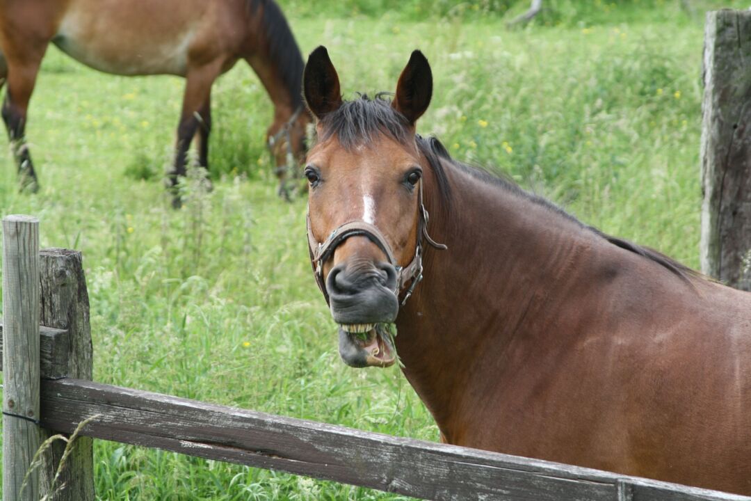 Confira Quatro Curiosidades Sobre O Cavalo