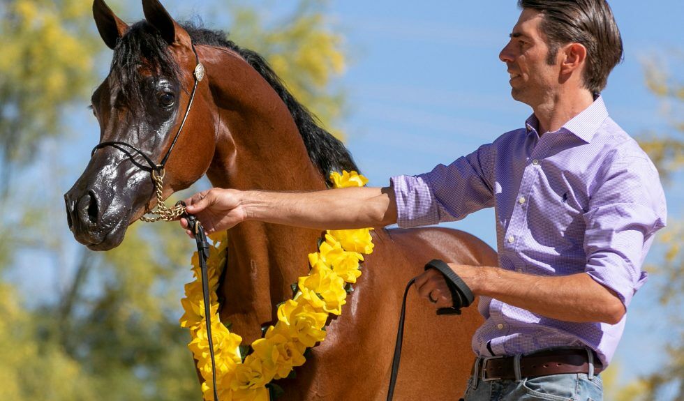 Treinadores brasileiros de Halter são maioria em lista de indicados ao prêmio da revista americana Arabian Horse Times