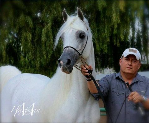 Treinadores brasileiros de Halter são maioria em lista de indicados a prêmio internacional
