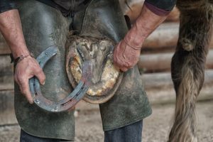 Como estão os cascos do seu cavalo?