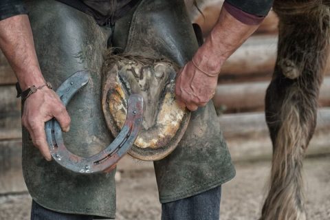 Como estão os cascos do seu cavalo?
