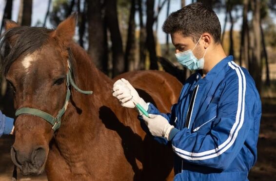 Por que a vacinação contra Garrotilho deve fazer parte do protocolo sanitário dos equinos?