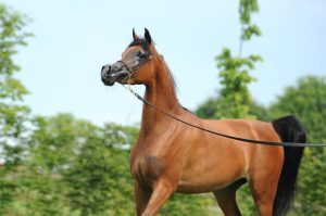 Criação brasileira de Cavalo Árabe brilha em exposição na Arábia Saudita