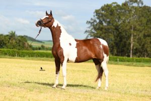 Haras Braido ofertará o melhor da Raça Mangalarga em leilão inédito