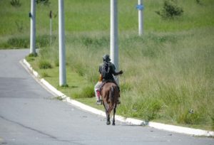 Motorista precisa redobrar os cuidados ao cruzar via com cavalos