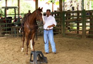 Por que ensinar o cavalo encostar para montar?