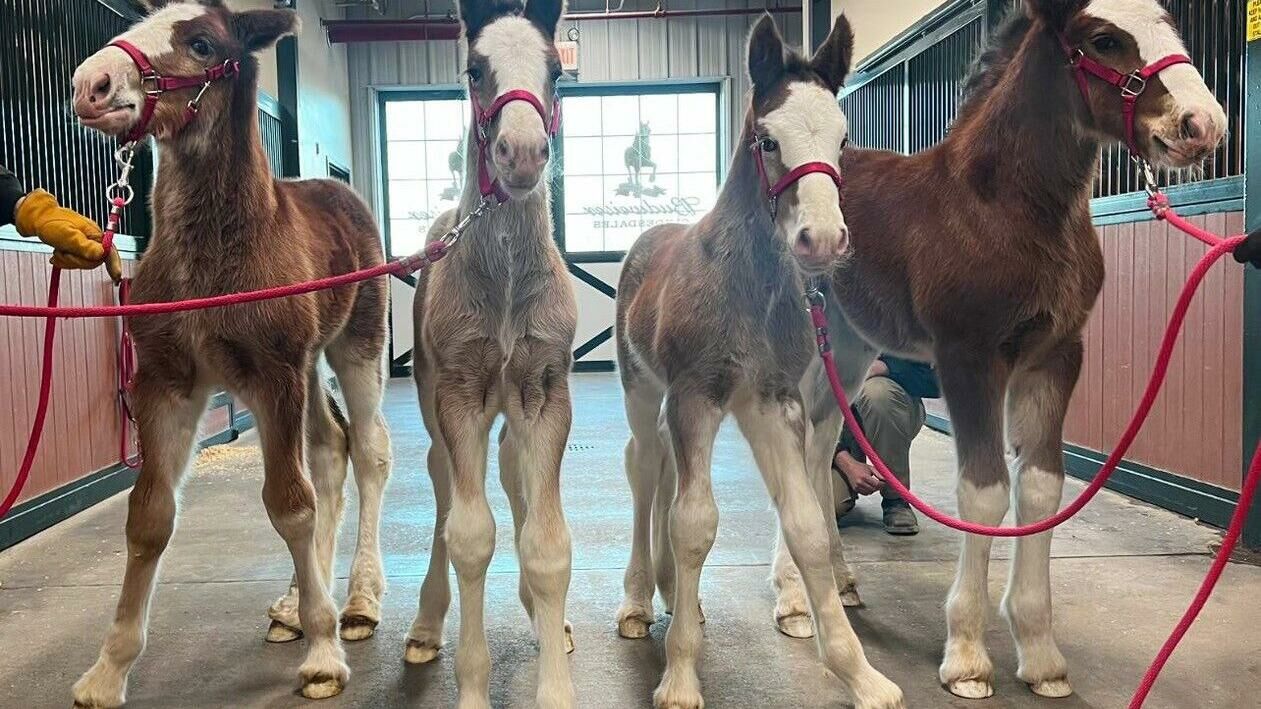 Potros da raça Clydesdale têm sua própria festa durante o Super Bowl