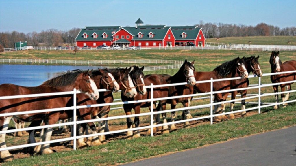 Potros da raça Clydesdale têm sua própria festa durante o Super Bowl