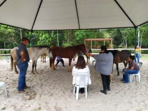 Cavalos são utilizados em sessões de Constelação Sistêmica