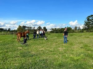 Workshop trabalha liderança e autoconhecimento através dos cavalos