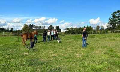 Workshop trabalha liderança e autoconhecimento através dos cavalos