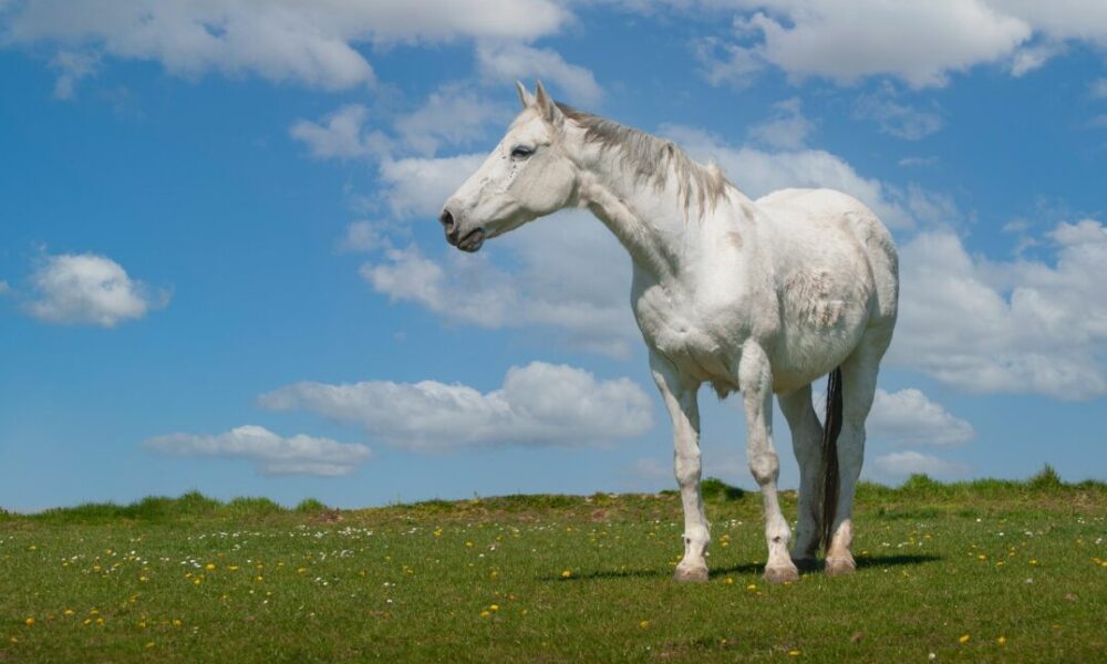 O que a deficiência da vitamina C pode causar em cavalos?
