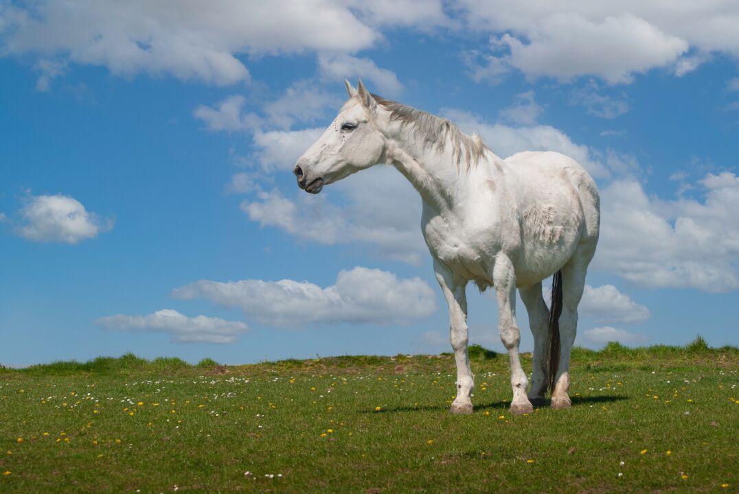 O que a deficiência da vitamina C pode causar em cavalos?