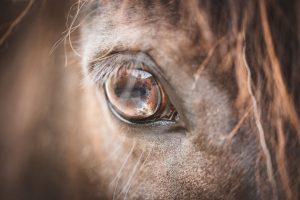 Como é a visão dos cavalos?