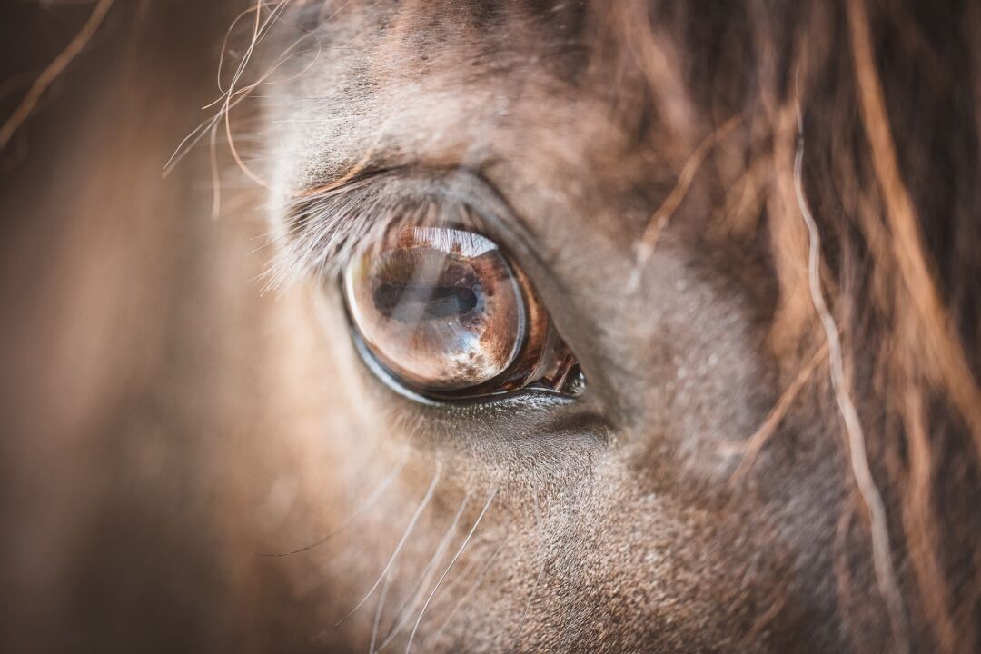 Visão Do Cavalo — Como Eles Enxergam?