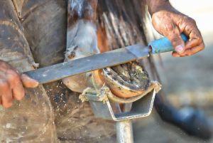 Casqueamento corretivo corrige aprumos e desvios severos