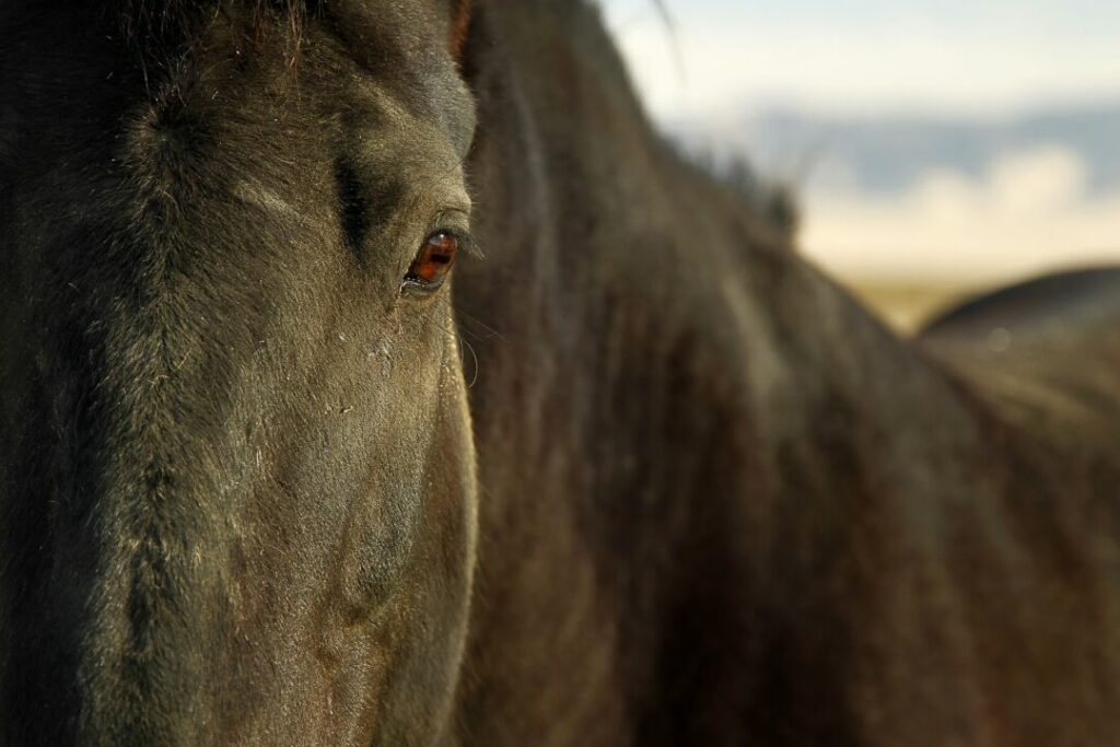 Expressões faciais dos cavalos são tema de estudo e melhoram comunicação homem/animal
