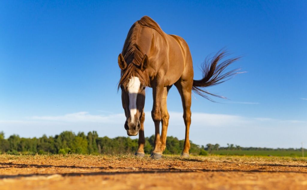 O que a deficiência da vitamina C pode causar em cavalos?