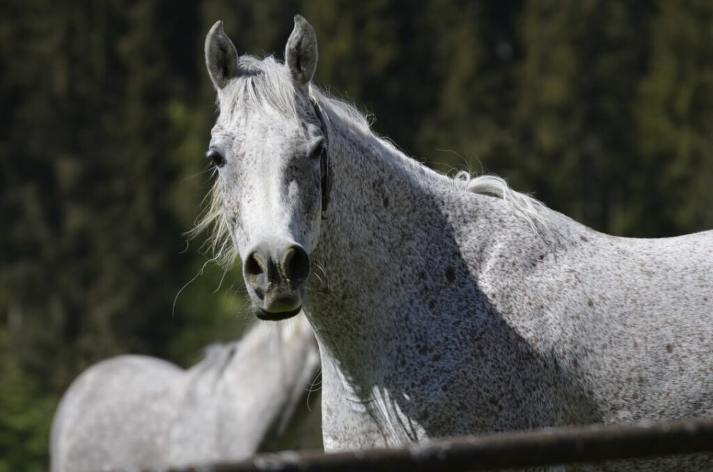 Expressões faciais dos cavalos são tema de estudo e melhoram comunicação homem/animal