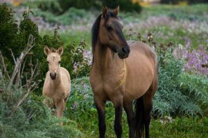 Herpesvírus Equino e o risco de aborto no plantel