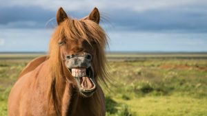 Expressões faciais dos cavalos são tema de estudo e melhoram comunicação homem/animal