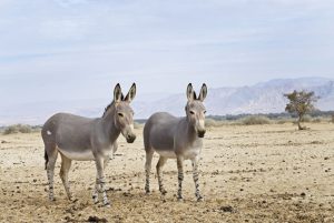 Pesquisadores franceses identificam fósseis de jumentos gigantes