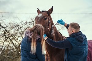 Entenda a importância de vacinar contra a Influenza Equina