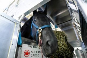 Rei Charles III ganha égua e animal viaja do Canadá ao Reino Unido de avião