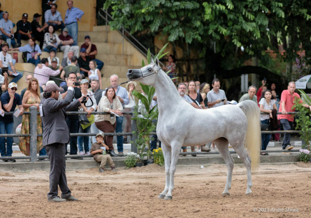 36ª Exposição Interestadual do Cavalo Árabe leva mais de 3 mil pessoas ao Parque da Água Branca