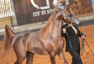 Exposição do Cavalo Árabe reunirá mais de 130 animais de criadores do Brasil, Chile e Catar