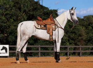 2º Leilão Haras Cruzeiro oferta seleção diferenciada de cavalos Árabes para esporte