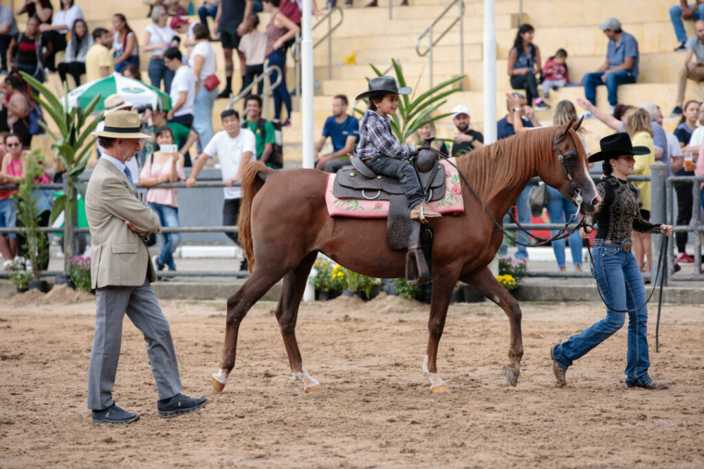 Programa do Cavalo Árabe destaca marcante retorno da raça ao Parque da Água Branca
