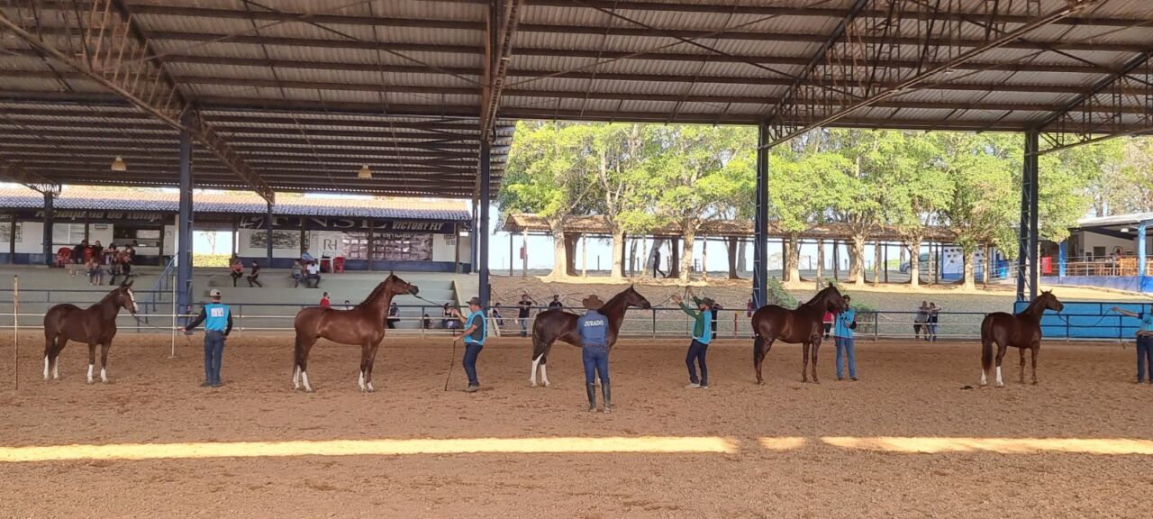 Jaguariúna (SP) tem forte representatividade na criação nacional do Cavalo Mangalarga