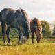 Mormo será tema da 4ª Temporada do Horse Debates Equestre